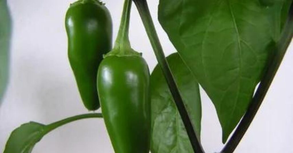 Jalapeno
